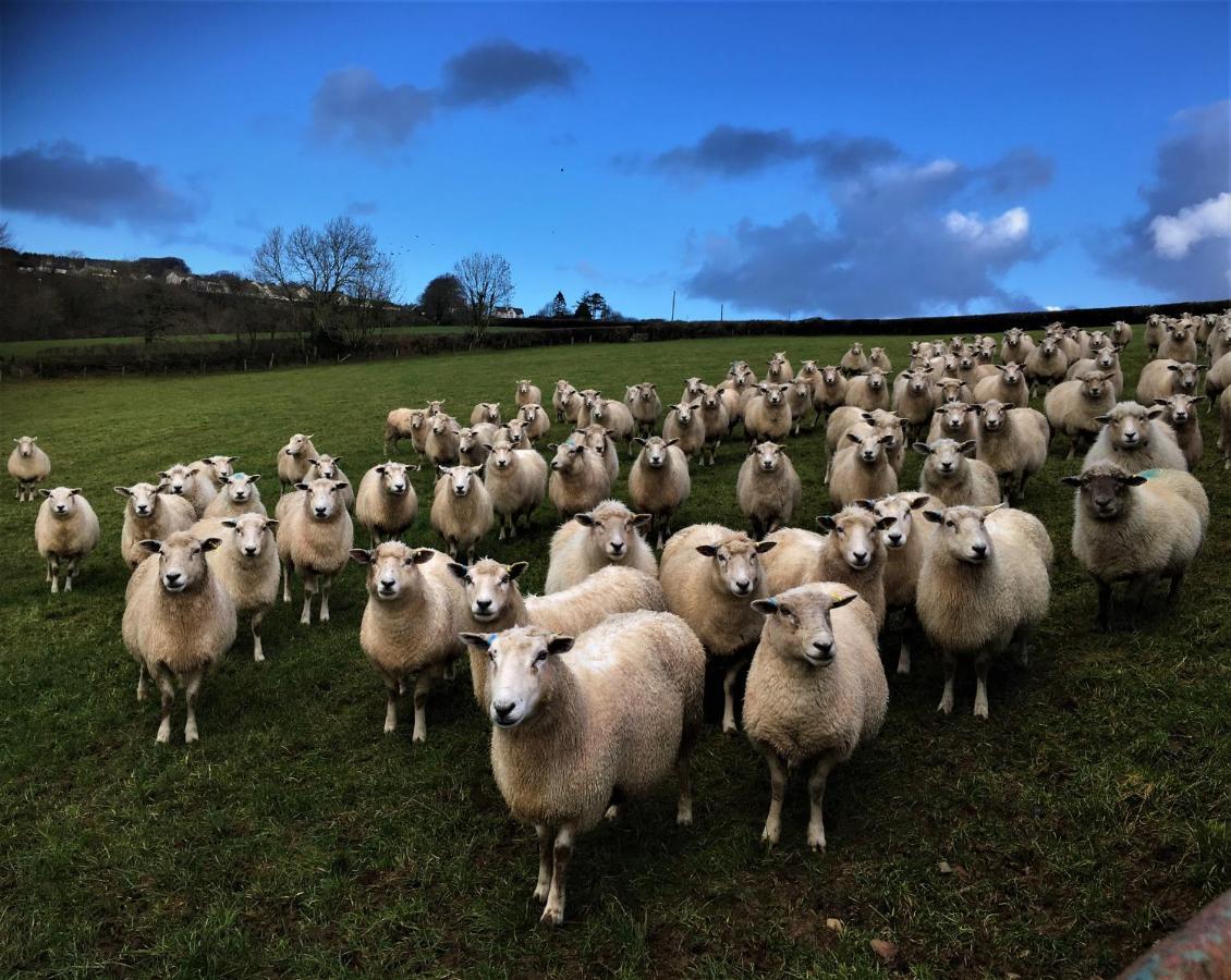 Вилла Nantgwynfaen Organic Farm Wales Llandysul Экстерьер фото