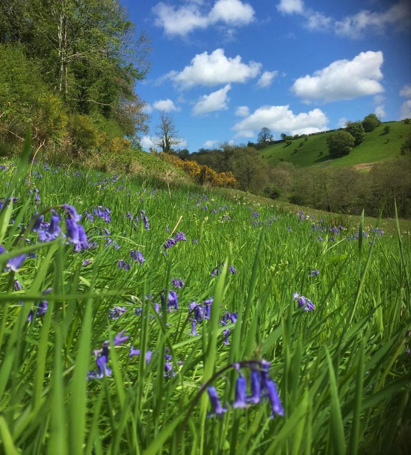 Вилла Nantgwynfaen Organic Farm Wales Llandysul Экстерьер фото